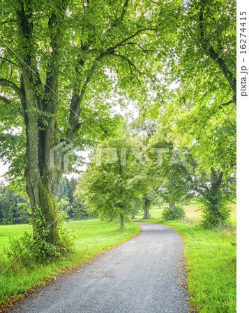 avenue tree green nature 16274415