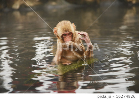 申年　素材　猿　イメージ 16274926