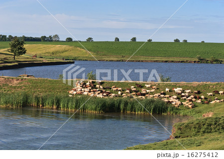 flock of sheep flock of sheep 16275412