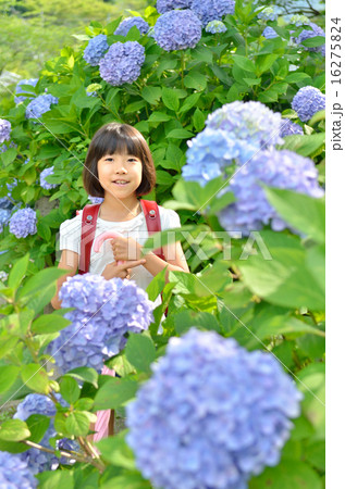 アジサイと小学生の女の子（梅雨） 16275824