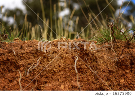 Green moss on tree trunk Green moss on tree trunk 16275900