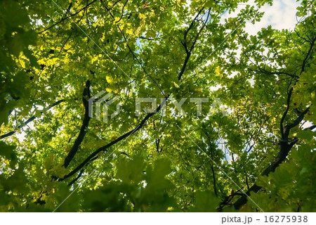 Small green leaves at spring 16275938