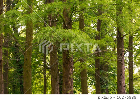 Green leaves of a tree in sunlight 16275939