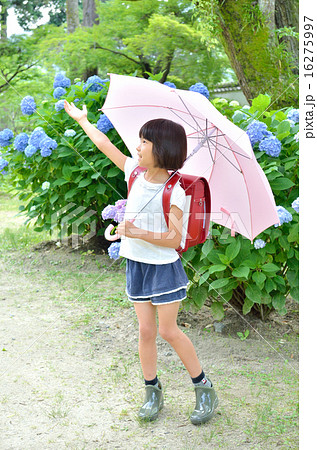 傘をさす小学生の女の子（梅雨） 16275997