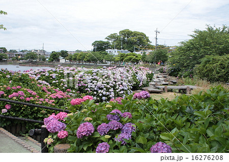 アジサイのある風景 16276208
