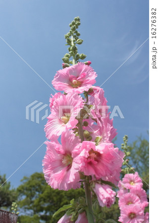 タチアオイ 16276382