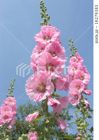 タチアオイ 16276383