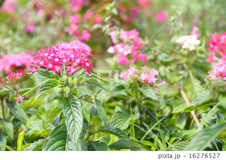ペンタスの花 16276527