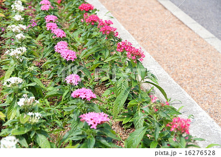 ペンタスの花 16276528