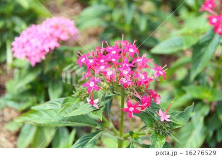 ペンタスの花 ペンタスの花 16276529