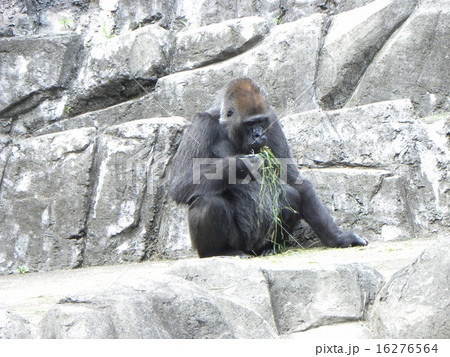 ゴリラ山で食事をするゴリラ 16276564
