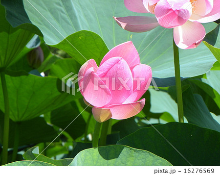 千葉公園の咲き始めたオオガハスの桃色の花 千葉公園の咲き始めたオオガハスの桃色の花 16276569