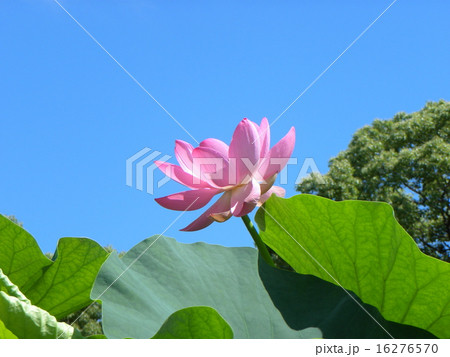 千葉公園のオオガハスの桃色の花 16276570