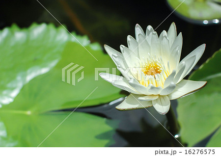 White Lotus in the pool 16276575