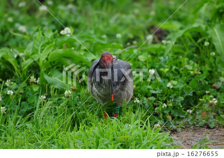梅雨のトキ 16276655