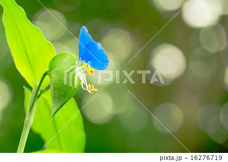 ツユクサ 16276719