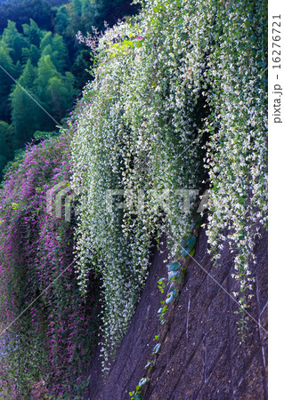 シダレ萩 16276721