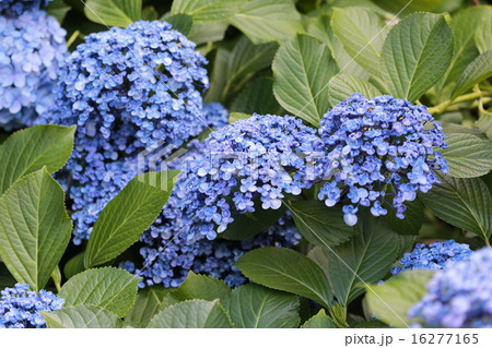 渦紫陽花 16277165