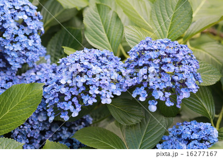 渦紫陽花 16277167