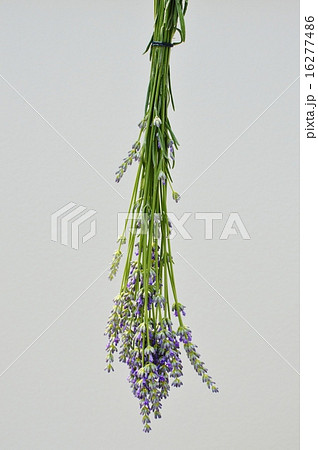 ラベンダーの花束 ラベンダーの花束 16277486