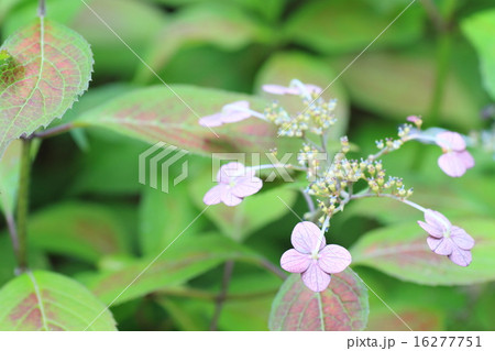 アジサイの花 アジサイの花 16277751