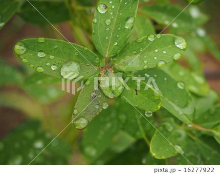 雨上がりの葉っぱに付く水滴 雨上がりの葉っぱに付く水滴 16277922