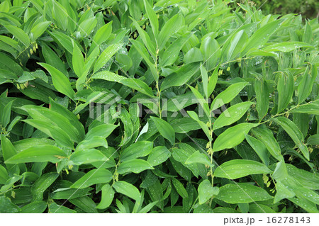 polygonatum odoratum plants polygonatum odoratum plants 16278143