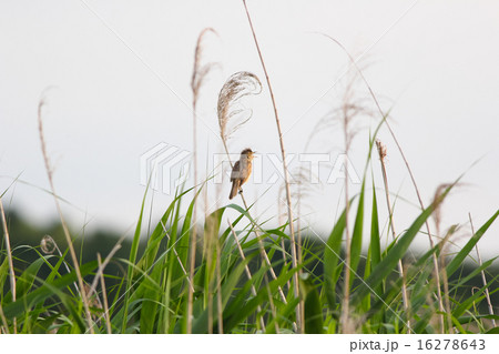 オオヨシキリ 16278643
