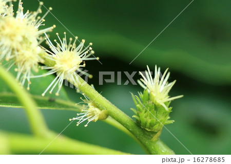 自然　植物　クリ、雄花の房の根元に雌花がありました。実るとイガになりそうな姿です 16278685