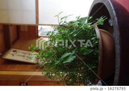 観葉植物 16278793