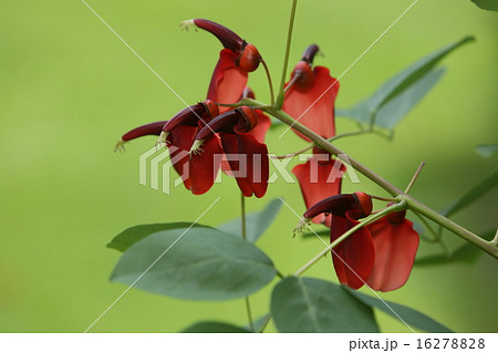 カイコウズ 16278828