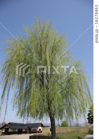 松代城跡にて　新緑の柳と青空 16278863