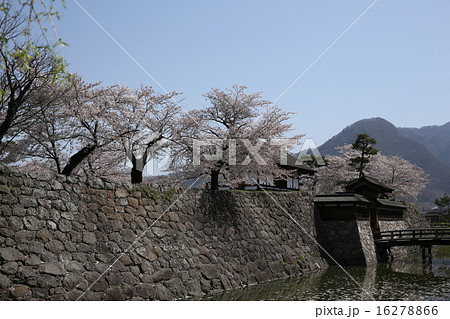 桜　松代城跡 16278866