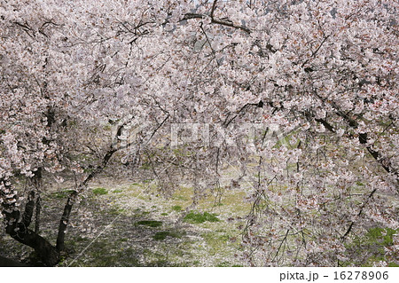 桜　松代城跡二ノ丸土塁脇 16278906