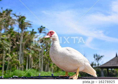 アヒル バリケン アヒル バリケン 16278925