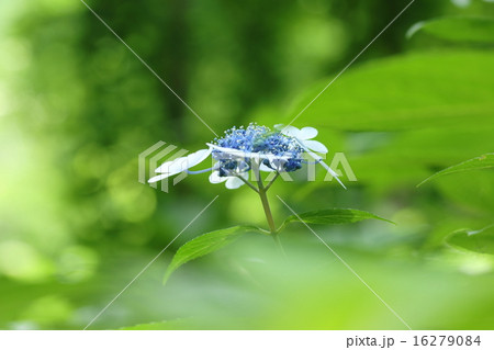 ヤマアジサイ ヤマアジサイ 16279084
