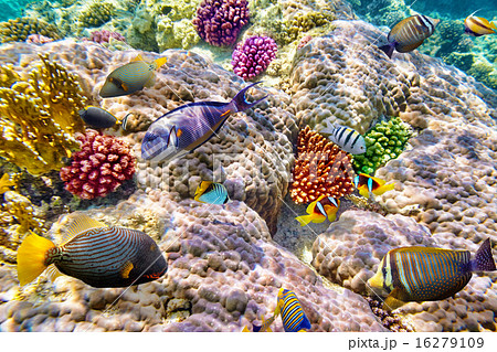 Underwater world with corals and tropical fish. Underwater world with corals and tropical fish. 16279109