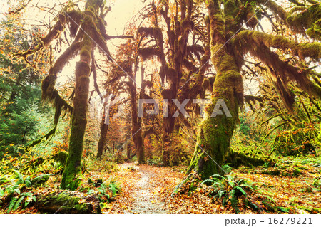 Green forest Green forest 16279221