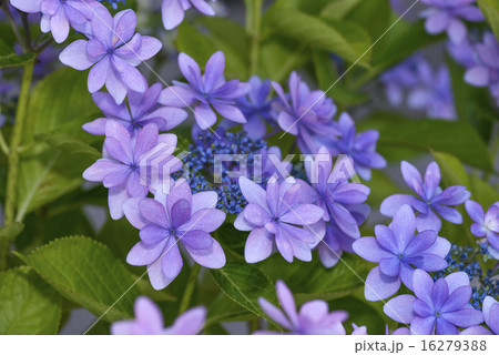 西洋紫陽花 紫 西洋紫陽花 紫 16279388