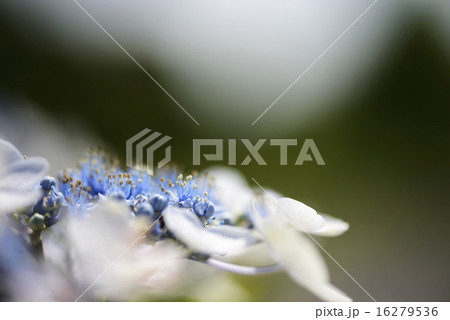 ガクアジサイ　アップ  16279536