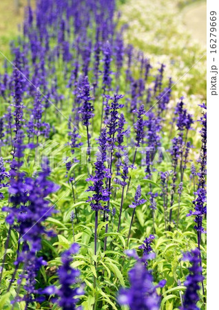 サルビア・ファリナセア 16279669