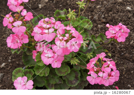 ゼラニウム ピンク色 ゼラニウム ピンク色 16280067
