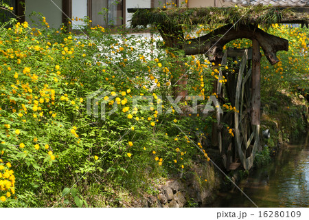 松尾大社　山吹 16280109