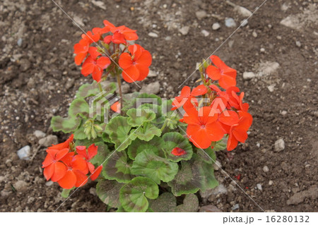 ゼラニウム　オレンジ色 16280132