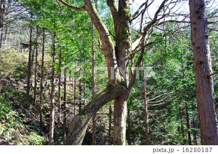 連理木 連理木 16280187