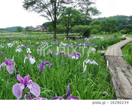 花之江の郷 花菖蒲の群生 花之江の郷 花菖蒲の群生 16280234
