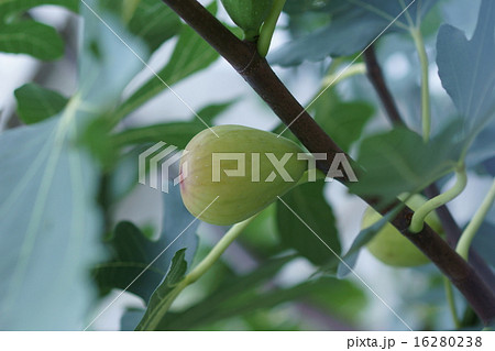 無花果　イチジクの実、もう食べられそうです。 16280238