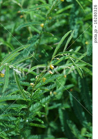 草合歓 クサネムと申します。 草合歓 クサネムと申します。 16280326