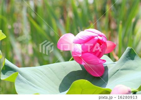 ハスの花 16280913