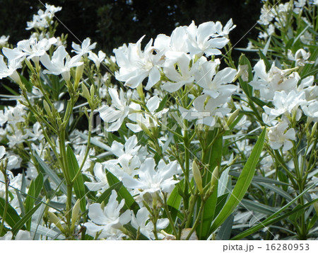 千葉市の花木キョウチクトウの白い花 千葉市の花木キョウチクトウの白い花 16280953